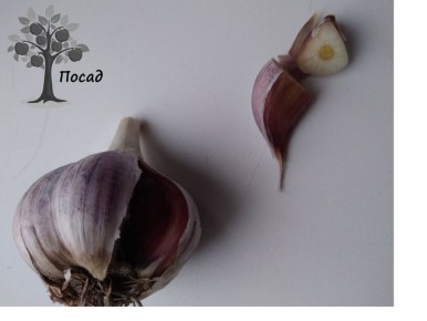 ��� ��������� ������ ������ �� ����