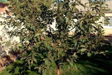 ��� ��������� ����� �������: ������ � �������