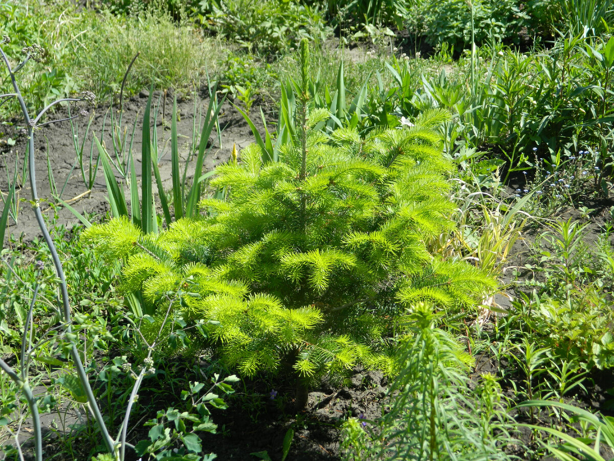 Как правильно посадить и ухаживать за хвойными растениями на даче