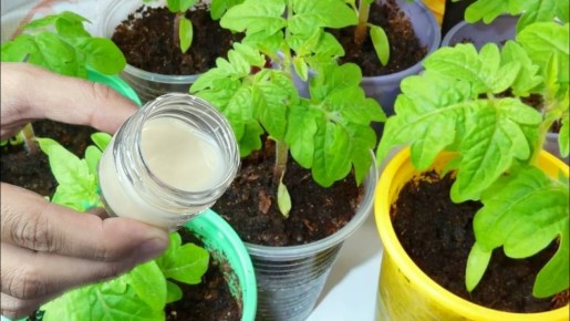 ��� ����� ������ �� ���� �������: ������� ��������� ����������