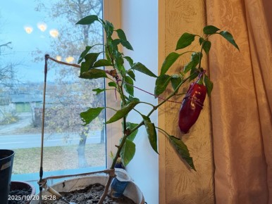 ��������� ������: ��� �������� ���� �� �����������