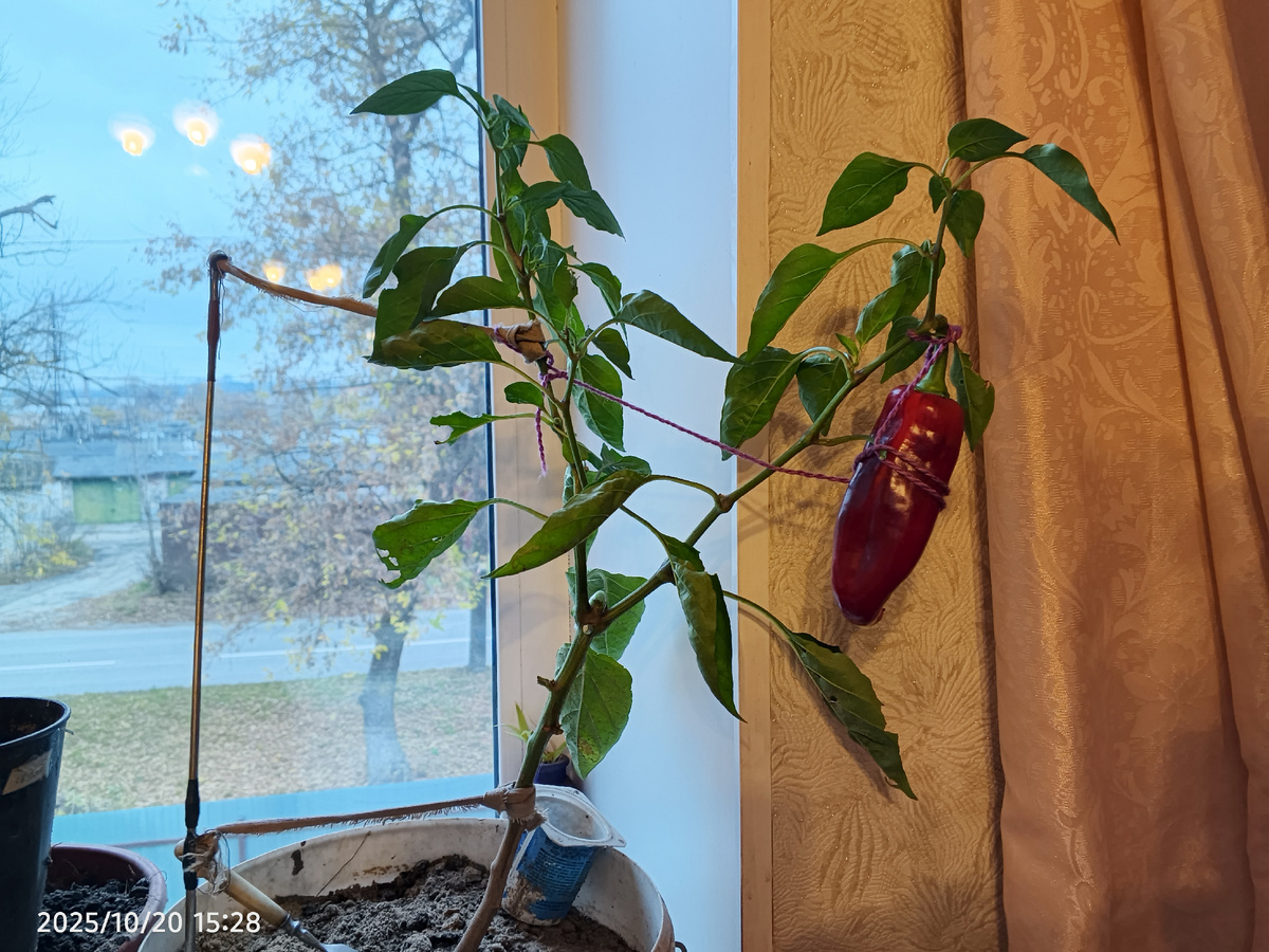 Городской огород: как продлить лето на подоконнике