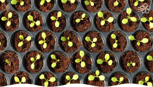 ������ ��� ��������� �������, ������� ����� ������ �������� ���������