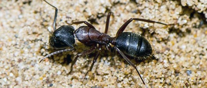 ����������� �����: ��� ����� ������� ���������� � ���������