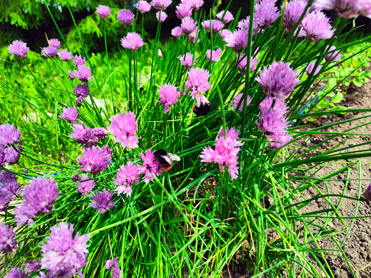 Идеальный день за городом: насладитесь вкусной едой и свежими напитками