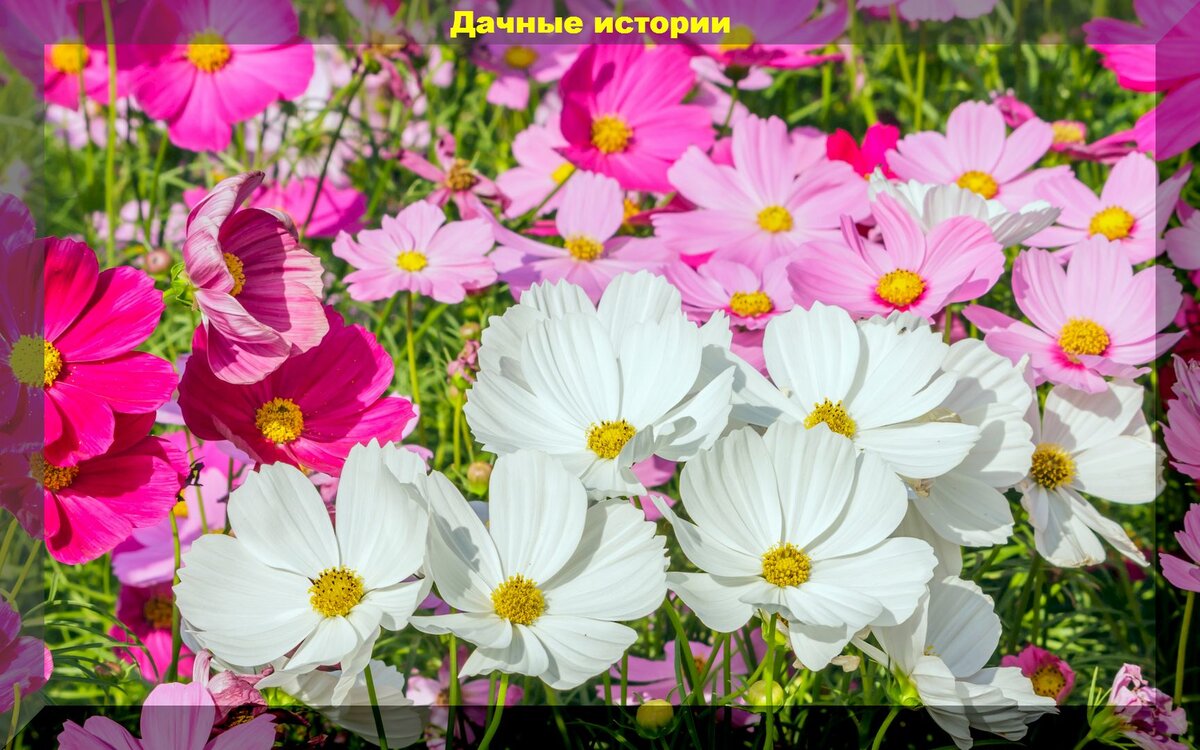 Живописная космея: секреты ее полезности для вашего участка