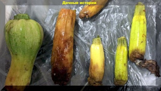 Как развивать свои садовые навыки: 25 практических ответов