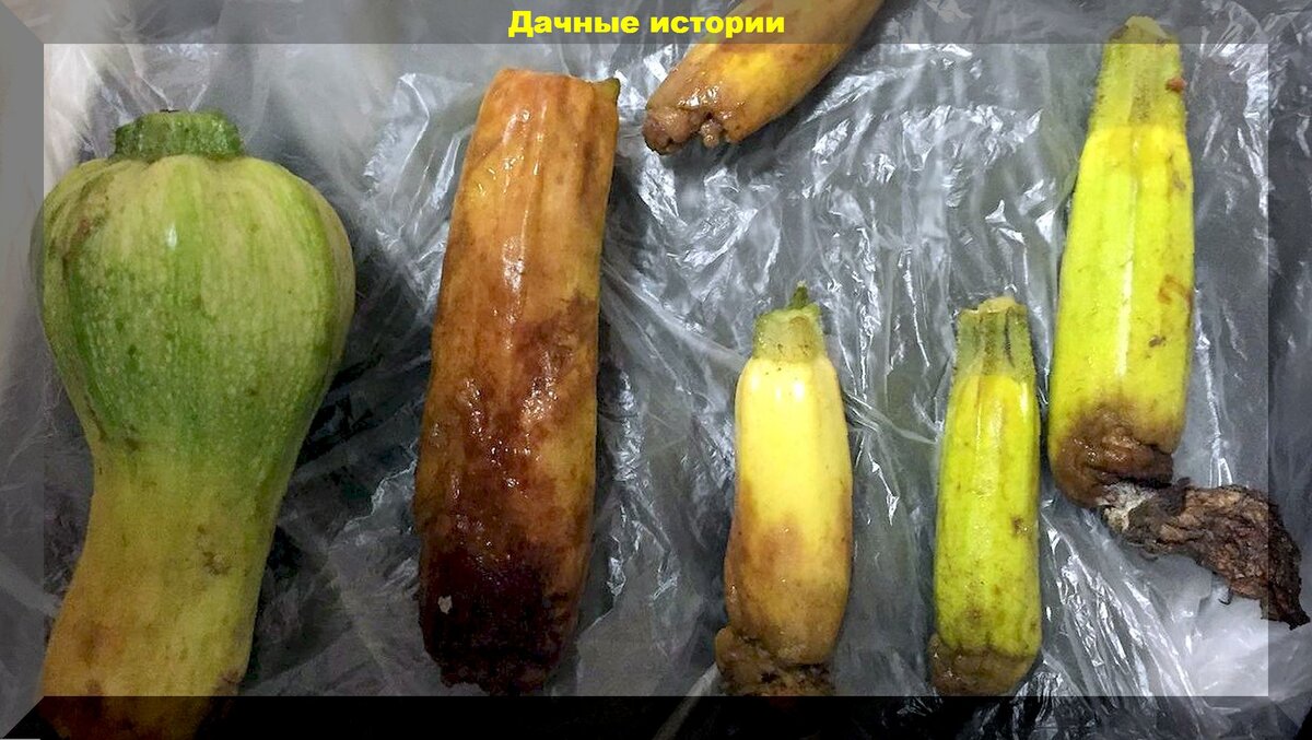 Как развивать свои садовые навыки: 25 практических ответов