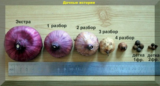 Советы для дачников: как облегчить уход за растениями и домом