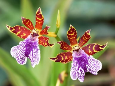 ��� ��������� ������ ����� ����������� ���� �������