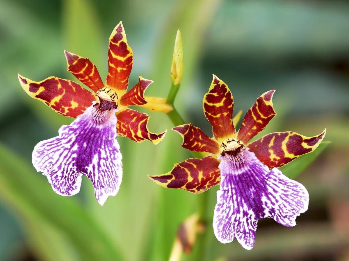 Как банановая кожура может преобразить ваши орхидеи