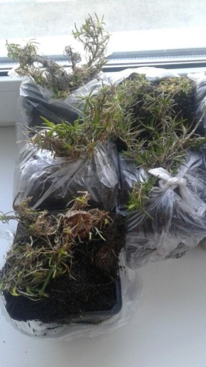 Чудо-сад: как почвопокровные флоксы избавляют от сорняков