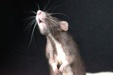 Безопасная дезинфекция: как избежать неприятностей в борьбе с вредителями