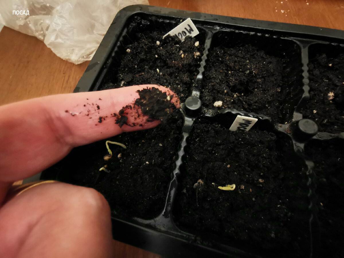 Три ключа к успеху при выращивании томатной рассады