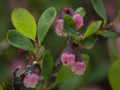 ��� ����� ������������ ��������: ������ �� ������ ��������