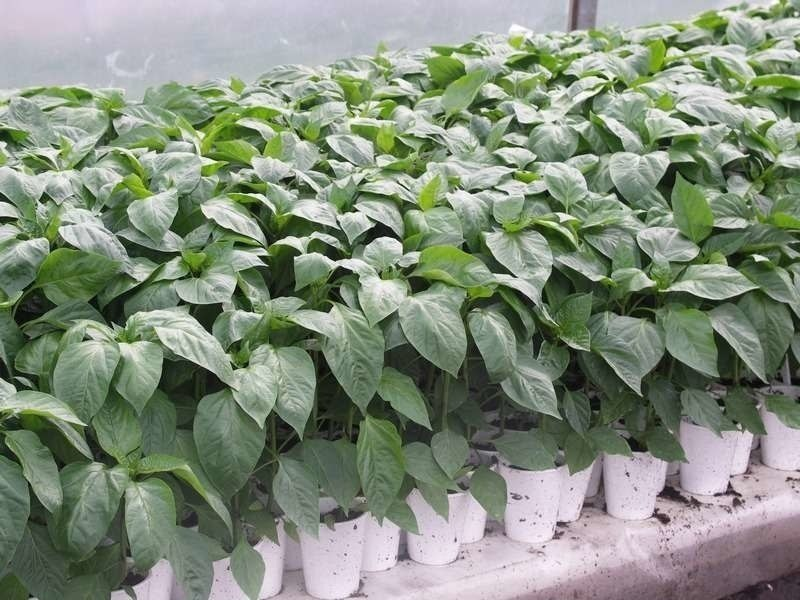 Экономия на садоводстве: как аптечная янтарная кислота заменяет дорогие стимуляторы