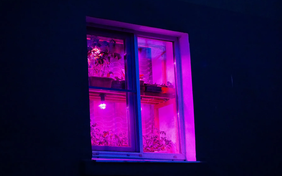 Почему фитолампы не всегда полезны для ваших растений