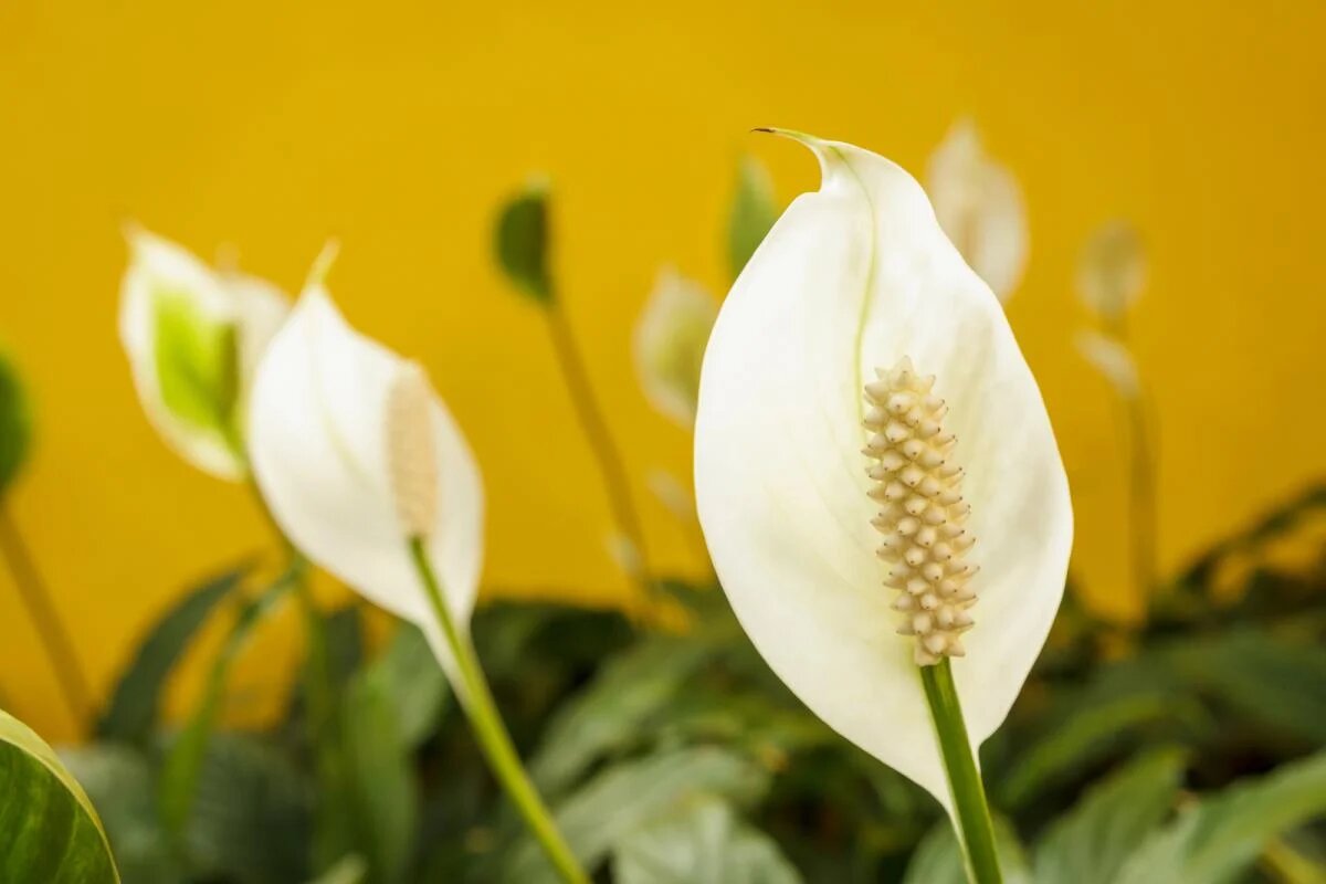 Как заставить спатифиллум цвести зимой: советы экспертов