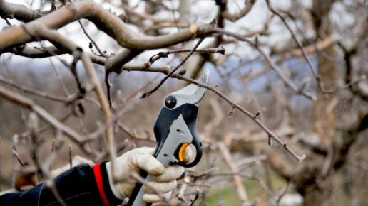 Как правильно обрезать яблони: секреты осеннего ухода за садом