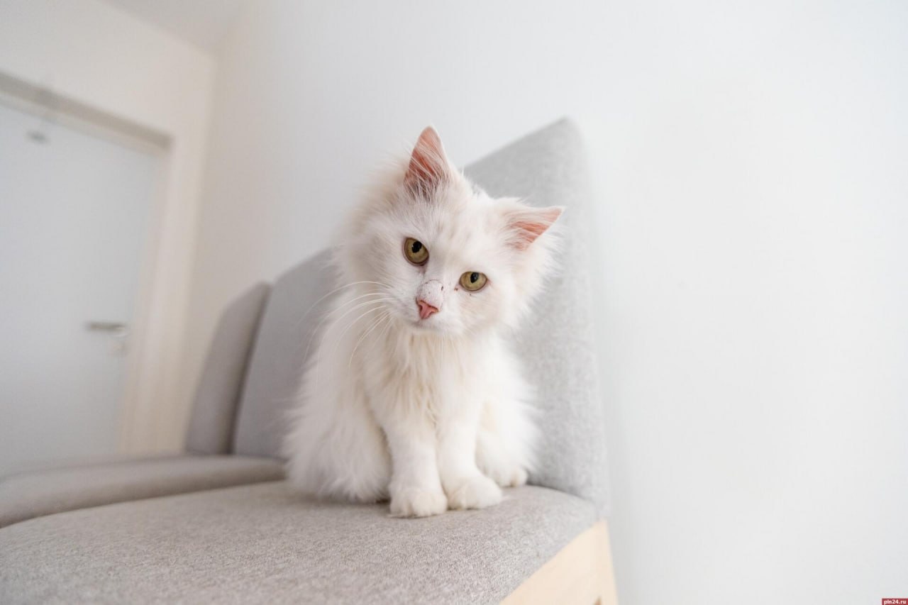 Помогут ли штрафы в миллион бороться с живодерами?