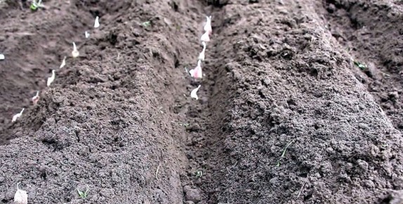 Секреты успешной осенней посадки лука и чеснока