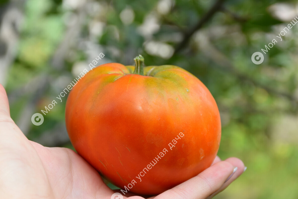 Выбор лучших биф-томатов: что попробовать в этом сезоне?