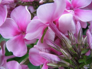 Вредители флоксов: как распознать и победить