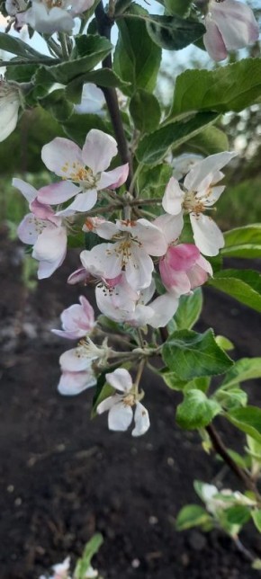 Как избавиться от снобизма в садоводстве и вырастить идеальные яблоки