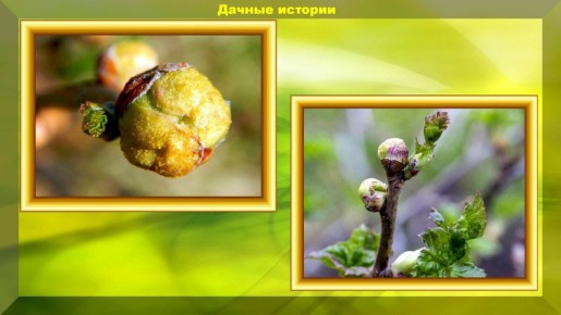 ����������� �������� �������� ������ ����������: ������� �� ���������