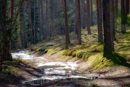 1 апреля в Псковской области ожидается переменная облачность, без осадков