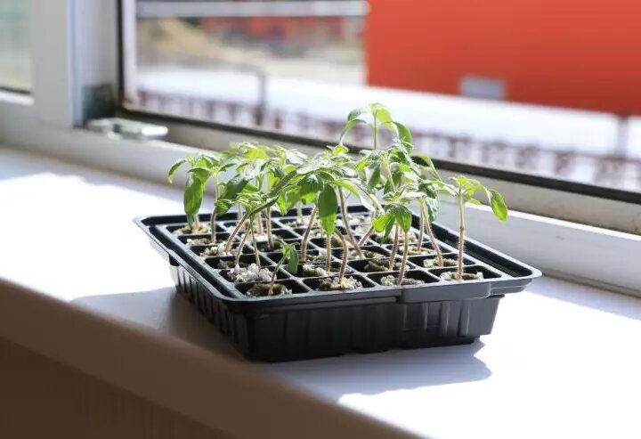 Как избежать плохого роста рассады: главные ошибки и их исправление