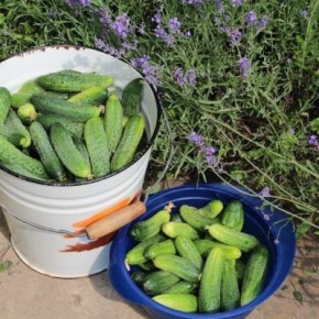 ������ ������� �����: ��������� ����� ��� ������ �������