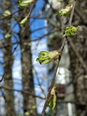 В Псковской области 4 апреля ожидается переменная облачность, местами небольшой дождь