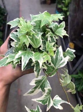 Искусственная вариегатность: Как создают необычные растения с яркими листьями