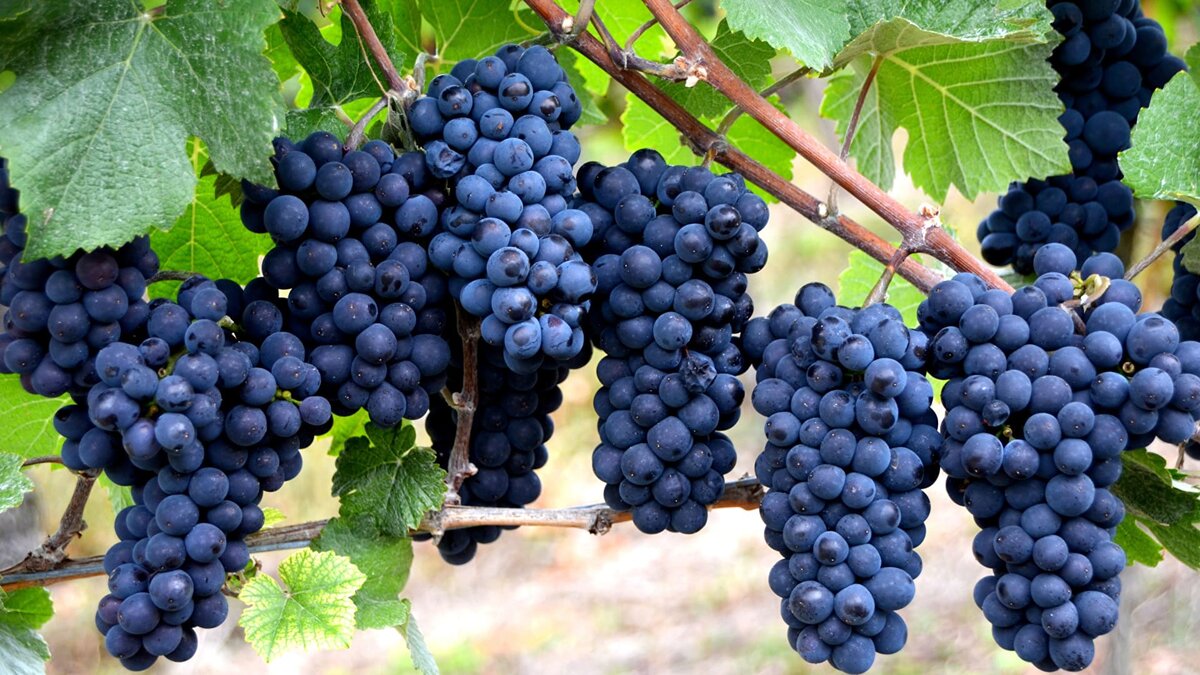 Как правильно ухаживать за виноградом в августе для защиты от болезней и повышения урожайности