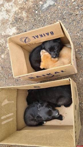 ��� ������� �� ������� ��������� � ��������� ����������