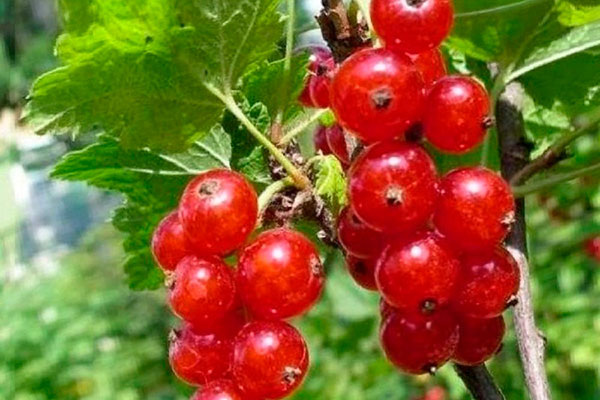 Откройте для себя сорт красной смородины Ненаглядная