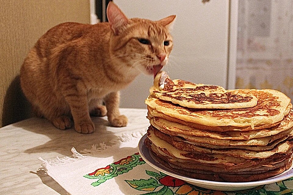 Почему коты предпочитают мясо и не чувствуют сладкий вкус: факты о любимцах