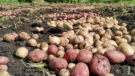 Как повысить урожай картофеля на 5%, просто подождав после срезки ботвы