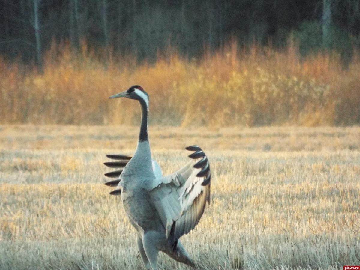 Танцующие журавли замечены близ пушкинского Тригорского Танцующие журавли замечены близ пушкинского Тригорского
