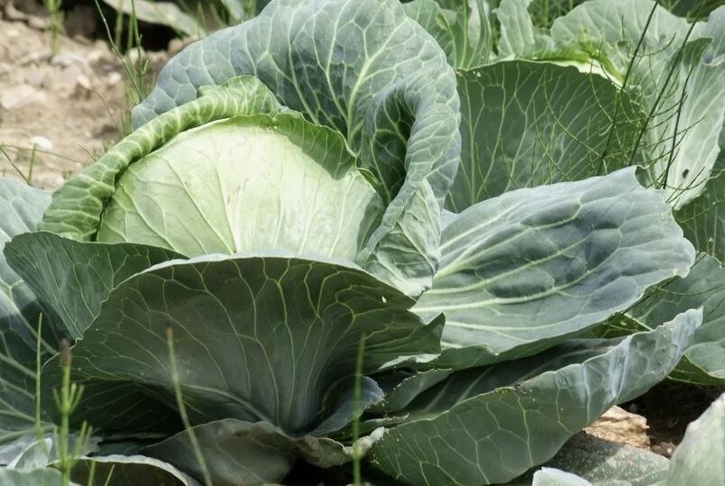 Как вырастить мощные кочаны поздней капусты в августе: 7 важных шагов