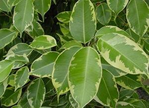 Фикусы: магия зелёных комнатных растений