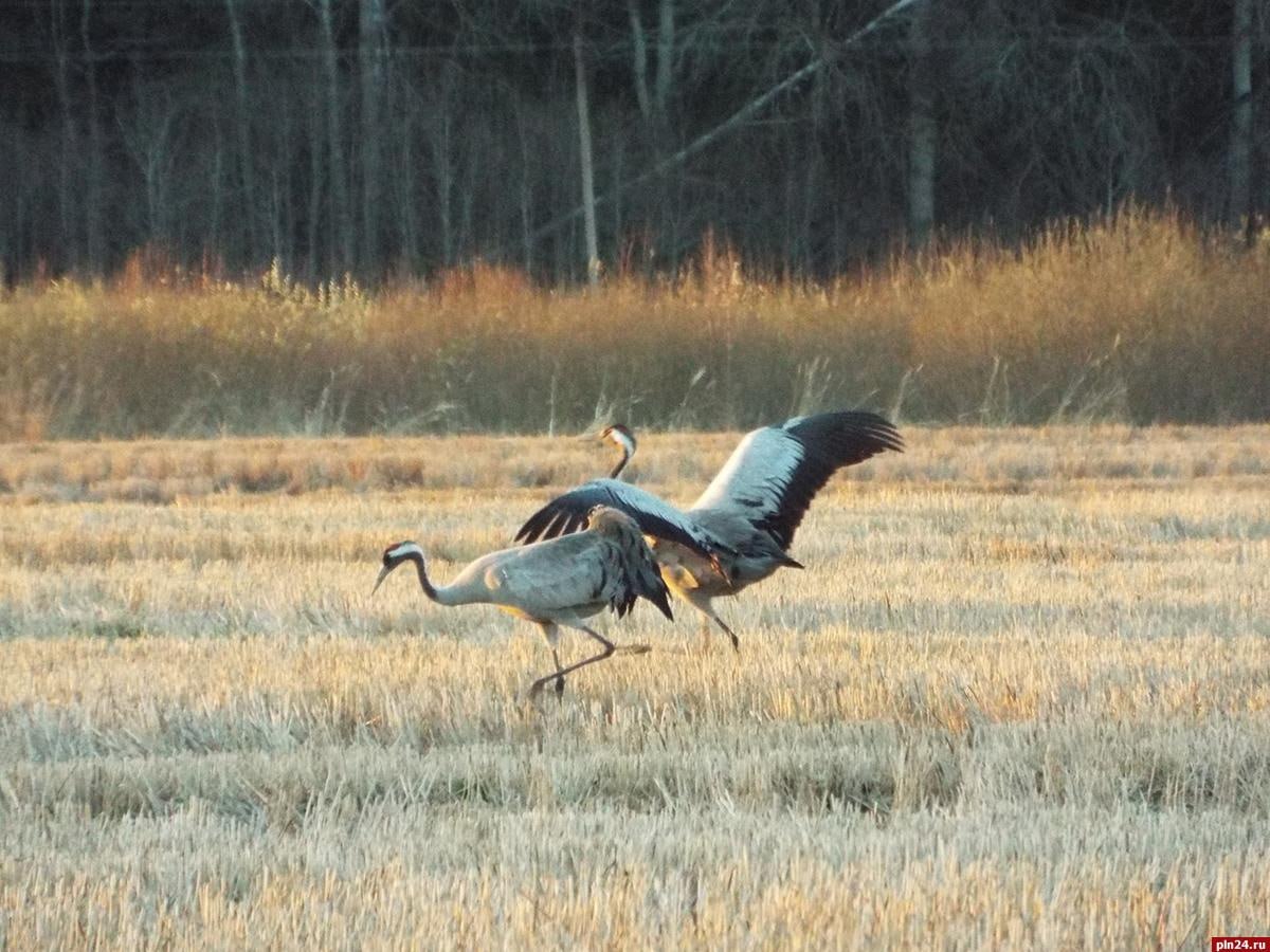 Танцующие журавли замечены близ пушкинского Тригорского Танцующие журавли замечены близ пушкинского Тригорского