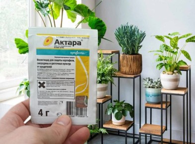 Как правильно бороться с вредителями комнатных растений