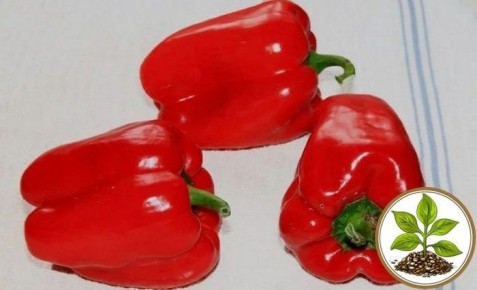 ����� ������� �����: ������� ������ � ������������ ��� ����������