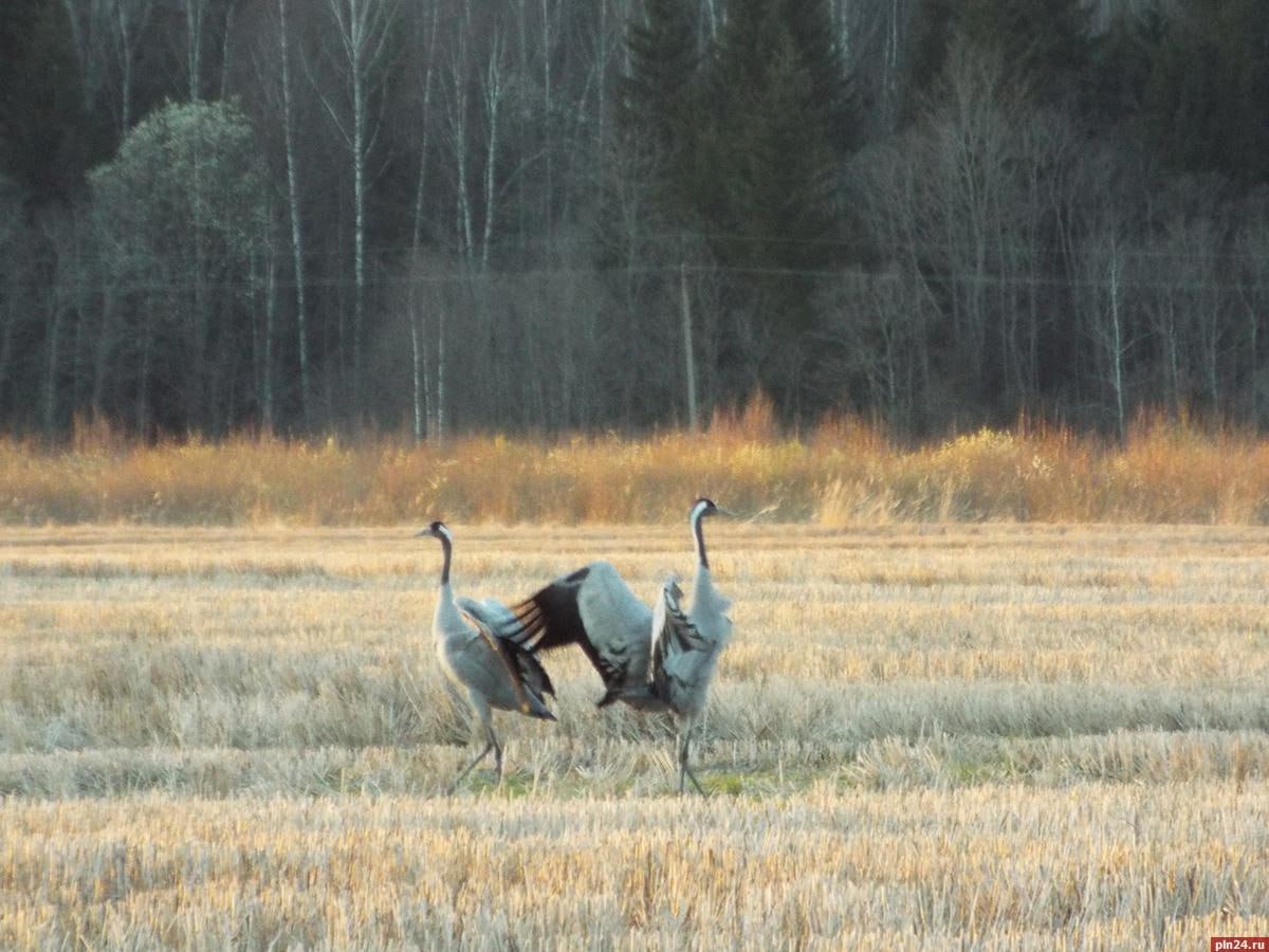 Танцующие журавли замечены близ пушкинского Тригорского