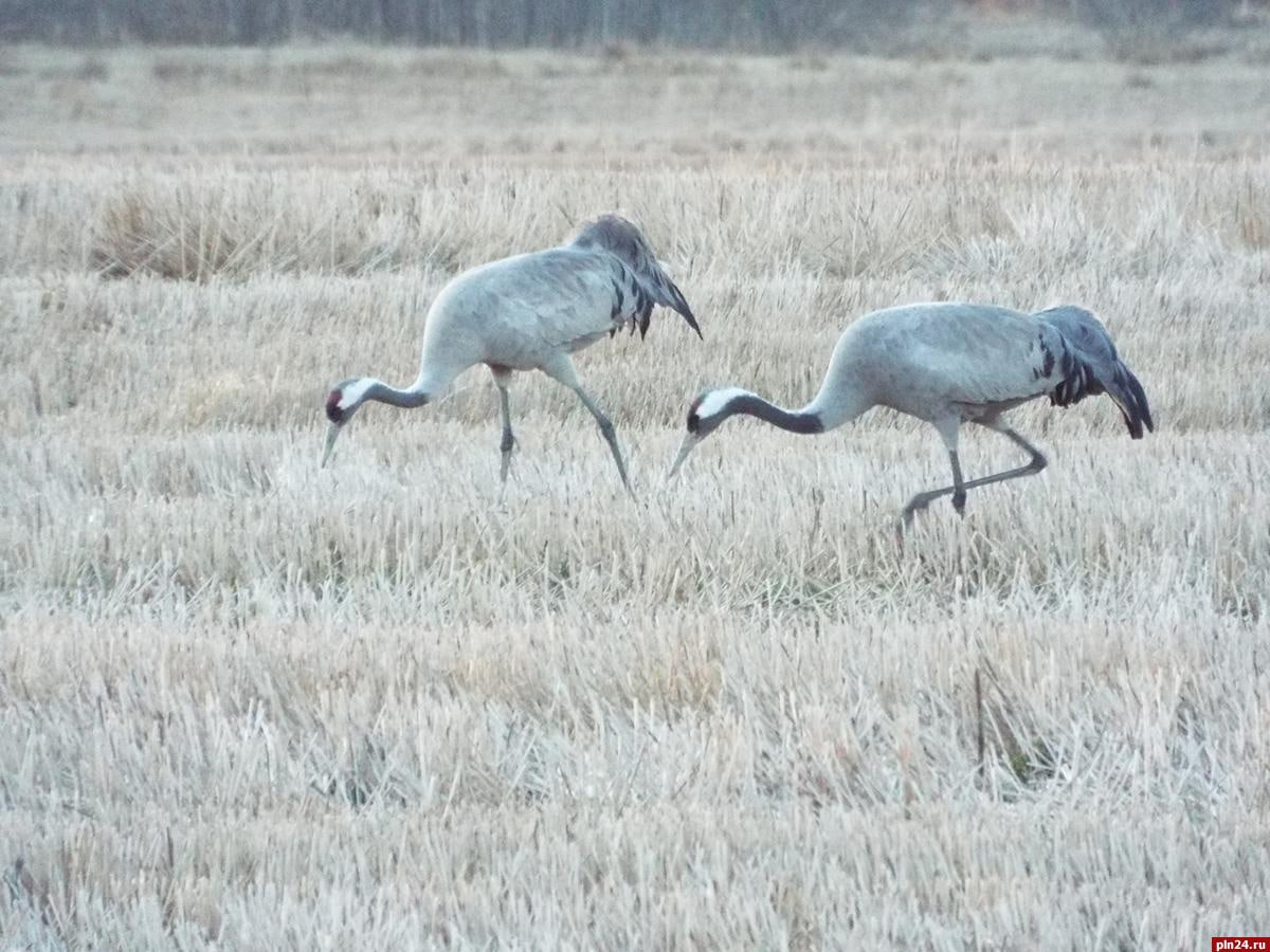 Танцующие журавли замечены близ пушкинского Тригорского Танцующие журавли замечены близ пушкинского Тригорского