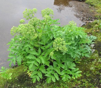 ���������� ������� �������: ��� ������ � ������ ����� ������� � ���� ���� �����