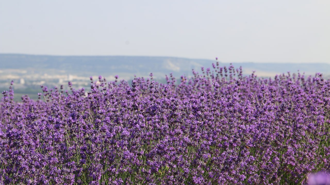 Европа «из-под полы» добывает крымские эфирные масла