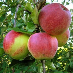 ������� ���� �����, ����������� ���������� ������, ������������ � ����